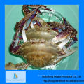 Congelado azul natação crab exportação